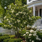 A blooming Sweetbay Magnolia tree covered in creamy white flowers planted in a front yard garden landscape next to a white picket fence and a house porch with white hydrangeas in the foreground