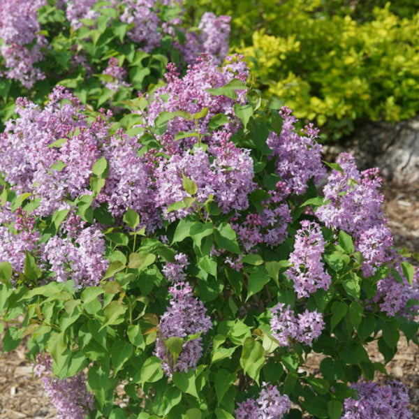 Close-up of Scentara Pura® Syringa's exceptionally fragrant lilac flowers