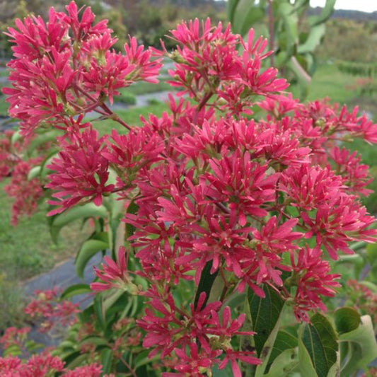 Close-up of Temple of Bloom® Heptacodium's red fan-like bracts in fall