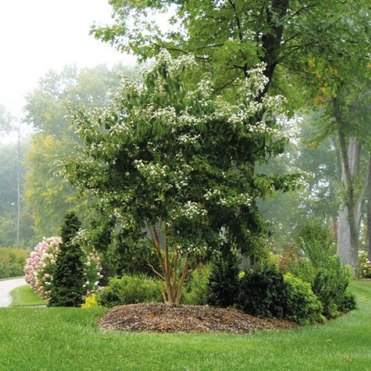 Temple of Bloom Heptacodium adding year-round interest to a garden