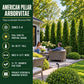 A backyard patio with two people seated near flowering plants and tall American Pillar Arborvitae, with informational text about the tree variety on the left.