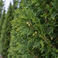 A close-up of dense evergreen foliage with scale-like green leaves and several immature cones, with more conifer trees blurred in the background.