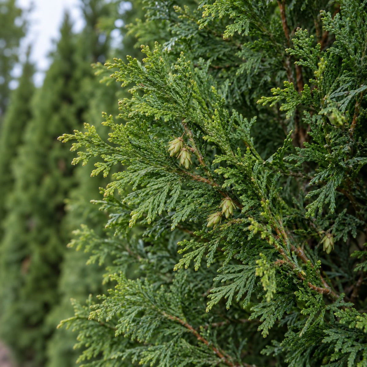 A close-up of dense evergreen foliage with scale-like green leaves and several immature cones, with more conifer trees blurred in the background.