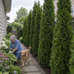 A person kneeling on a stone pathway to tend garden plants beside a row of tall evergreen trees, with a golden retriever walking nearby.v