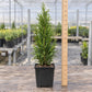 A small potted evergreen plant on a wooden surface next to a vertical ruler showing a height of about sixteen inches inside a greenhouse.