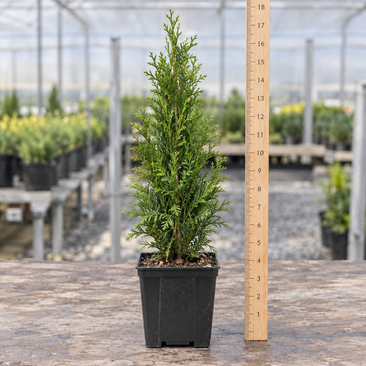 A small potted evergreen plant on a wooden surface next to a vertical ruler showing a height of about sixteen inches inside a greenhouse.