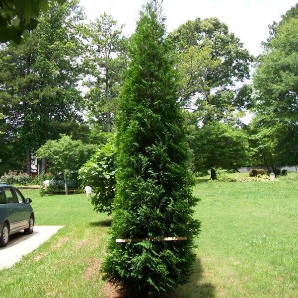 Tall evergreen tree in a grassy area with a car and other trees in the background