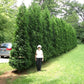 Person standing next to a large green bush or tree in a park-like setting.