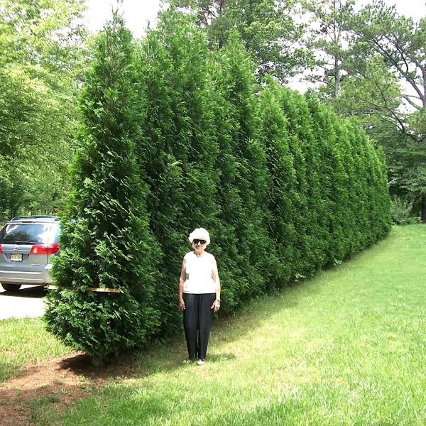 Person standing next to a large green bush or tree in a park-like setting.