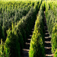 thuja holmstrup growing in field not trimmed heavily. 