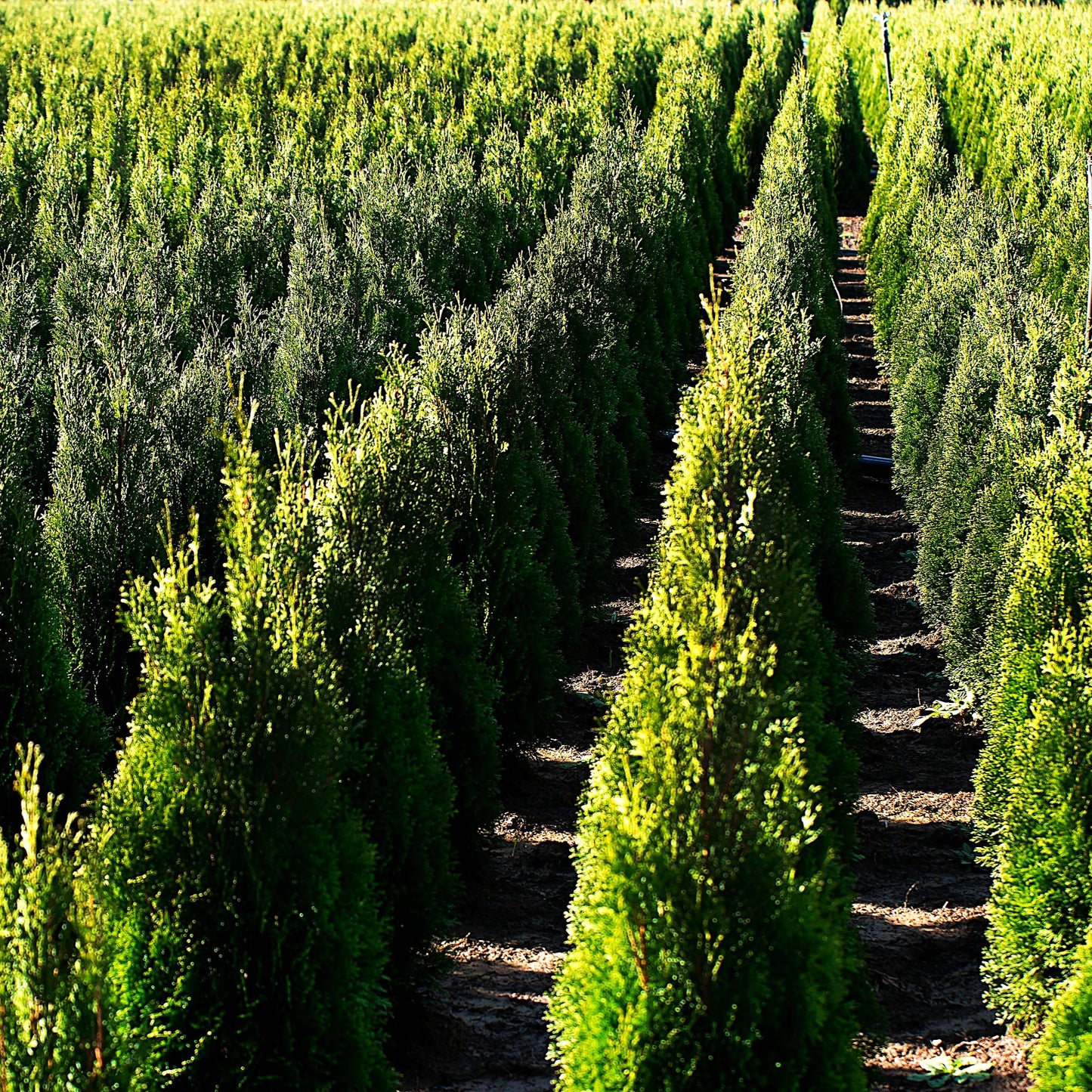 thuja holmstrup growing in field not trimmed heavily. 