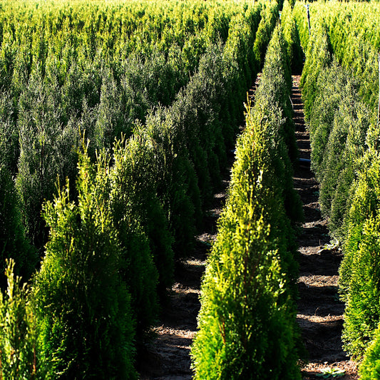thuja holmstrup growing in field not trimmed heavily. 