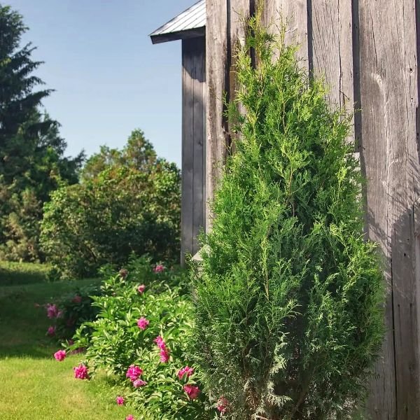 thuja_sasquatch_dark_green-evergreenthujanexttohouse