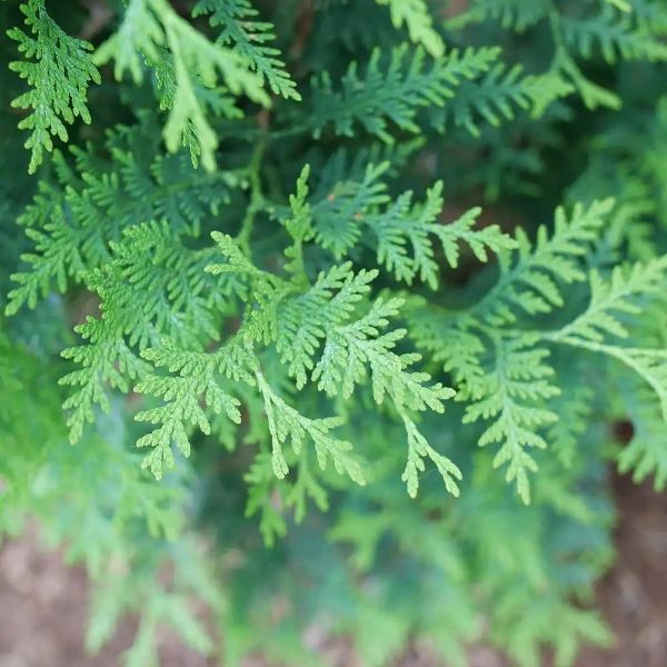 Close-up of green foliage with a blurred background