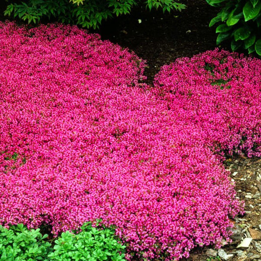 RED CREEPING THYME Plant + Thymus Praecox 'Coccineus in the garden