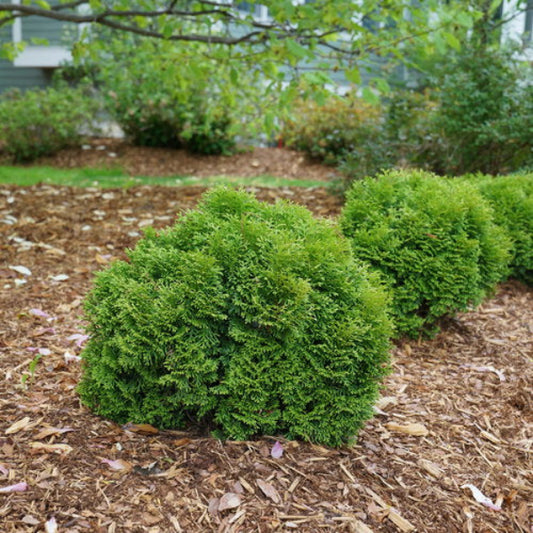 Tater Tot® Thuja used for edging pathways, adding charm to the garden