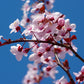 "Yoshino Cherry Blossom Tree with white-pink flowers"