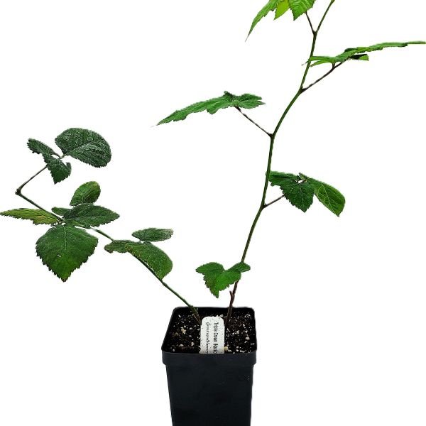 Triple Crown Blackberry Tissue Culture Plant Online – Greenwood