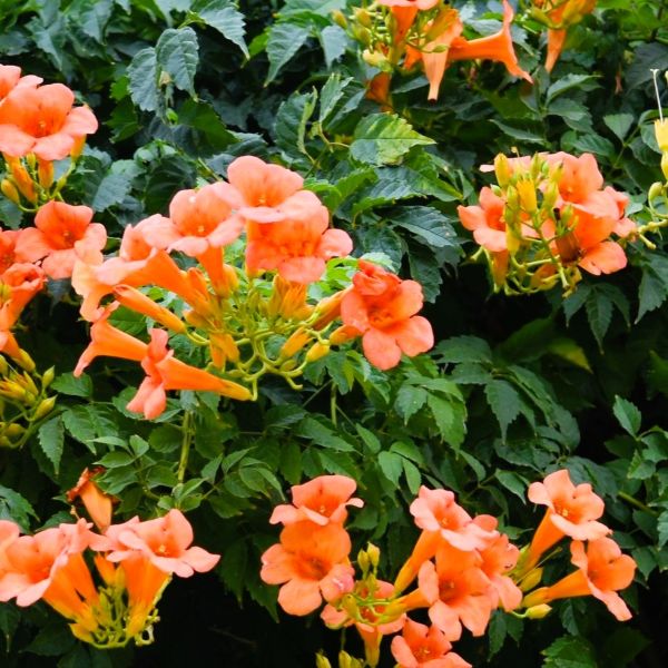 trumpet creeper orange close up