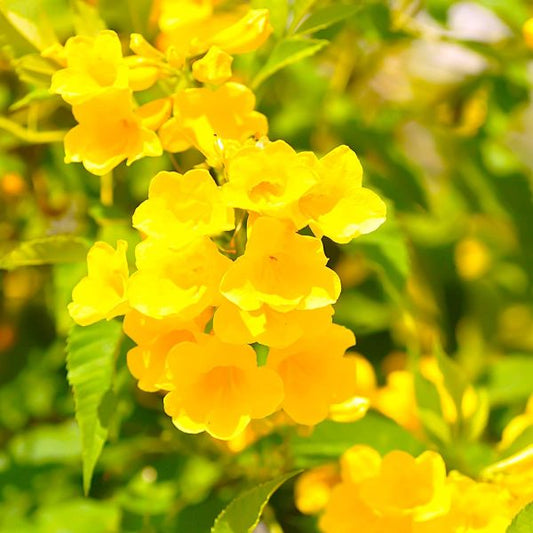 trumpet creeper yellow closeup