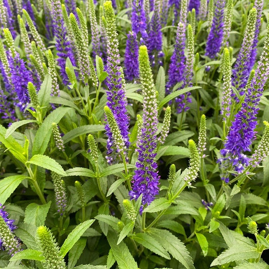 Close-up of Royal Candles Veronica's dark blue flower spikes resembling candles