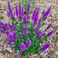Very Van Gogh Veronica used as border plants, adding vibrant color to the garden