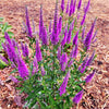 Very Van Gogh Veronica with long spiky flowers blooming in shades of pink to purple