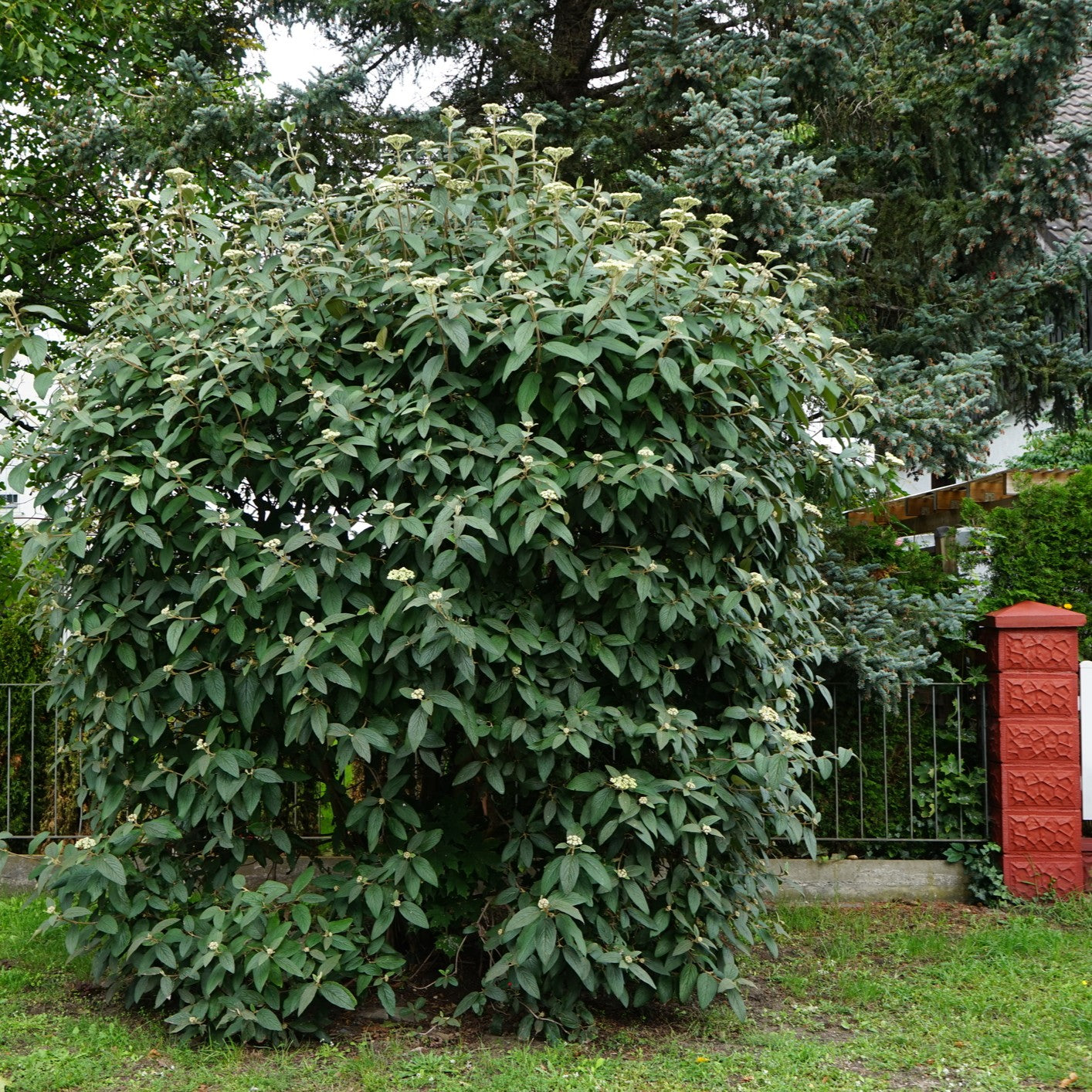 Alleghany Viburnum used as a dense growing hedge, adding structure to the landscape