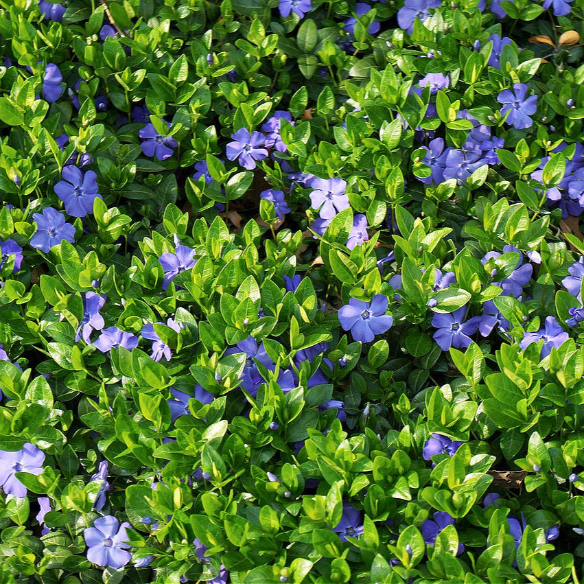 Close-up of Vinca Minor's delicate periwinkle blue flowers in a garden