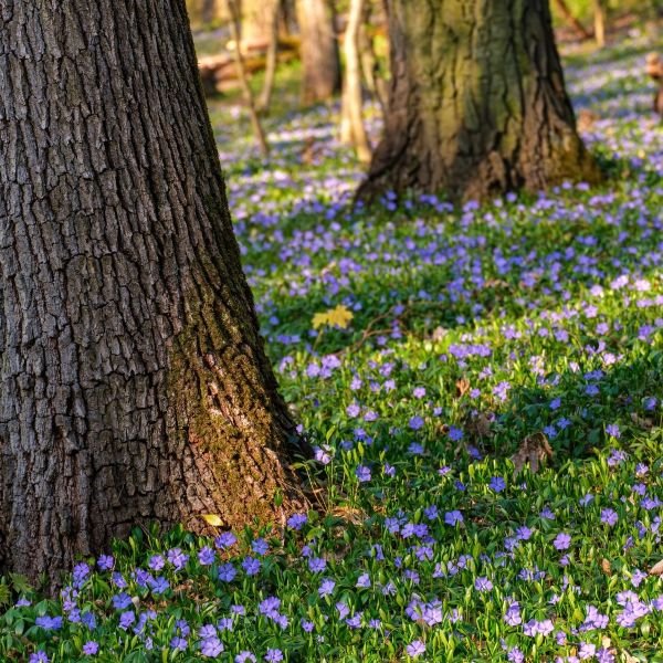Vinca Minor forming a dense carpet of glossy green foliage with soft periwinkle‑blue flowers.