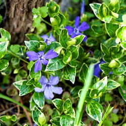 Close-up of Vinca Minor 'Ralph Shugert' showing glossy dark green leaves with creamy white edges and violet-blue flowers."