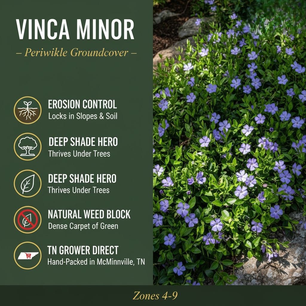 Promotional graphic featuring Vinca Minor groundcover with dense green foliage and purple-blue flowers alongside text highlighting erosion control, deep‑shade performance, natural weed blocking, and Tennessee grower information.