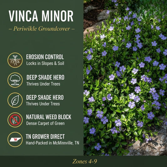 Promotional graphic featuring Vinca Minor groundcover with dense green foliage and purple-blue flowers alongside text highlighting erosion control, deep‑shade performance, natural weed blocking, and Tennessee grower information.