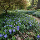A lush, shaded woodland garden featuring a winding flagstone path bordered by a dense groundcover of blooming purple periwinkle (Vinca minor). On the left, a mature weeping Japanese maple with red-green leaves drapes over the path, which leads into a background of mature hardwood tree trunks.