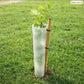 Grapevine growing from translucent vine protector with wooden stake in sunny green grass.”