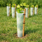 Grapevine in foreground with vine protector and wooden stake, row of protectors in background.”