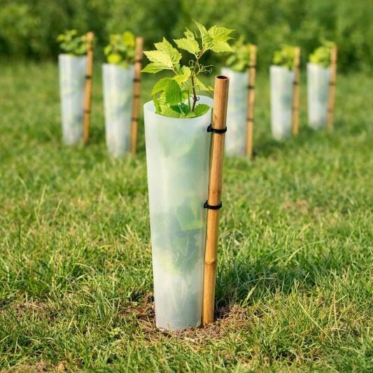 Grapevine in foreground with vine protector and wooden stake, row of protectors in background.”