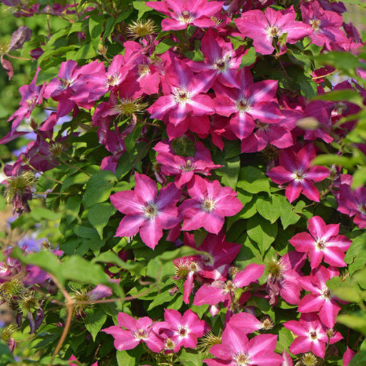 "Viva Polonia Clematis with white star centers and red flowers"