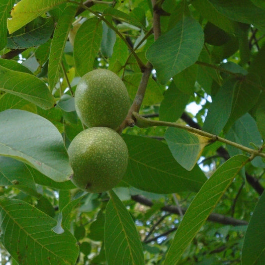 Close-up of GSP brand Purdue #1 Black Walnut nuts set on lateral shoots
