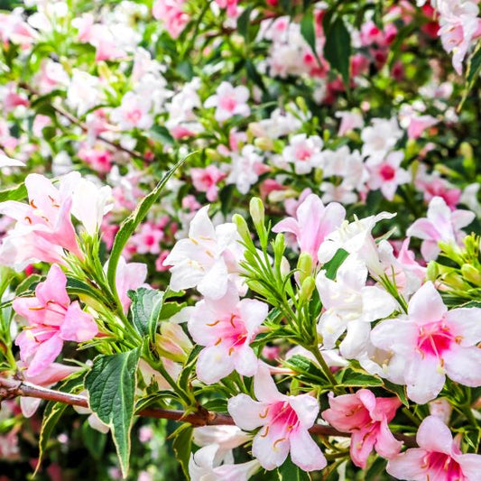 Variegated Weigela