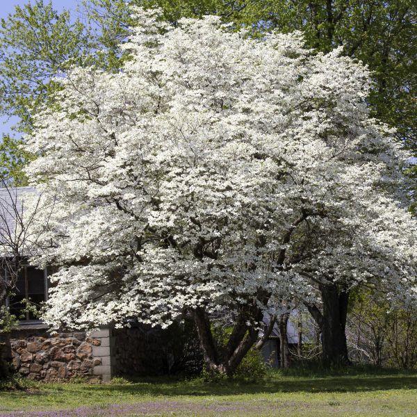 White Flowering Dogwood with white blossoms and dark green foliage