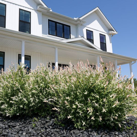 Nishiki Dappled Willow shrubs used as a privacy hedge, adding vibrant color to the landscape
