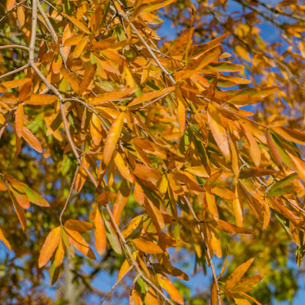 Willow Oak Tree with yellow leaves in fall