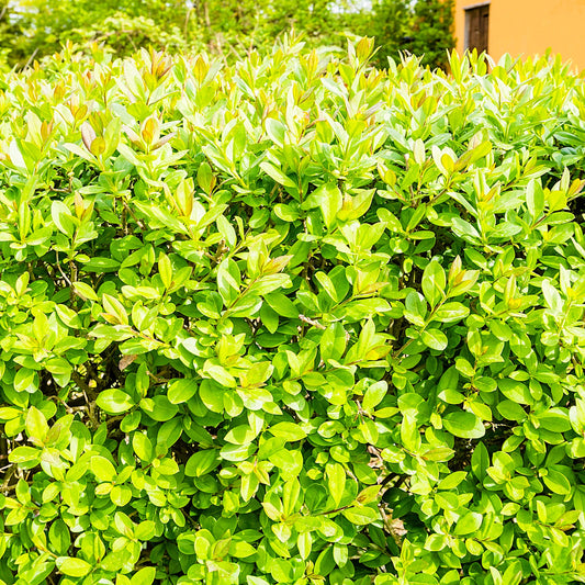"Evergreen foliage of Korean Boxwood – buy online from Greenwood Nursery"