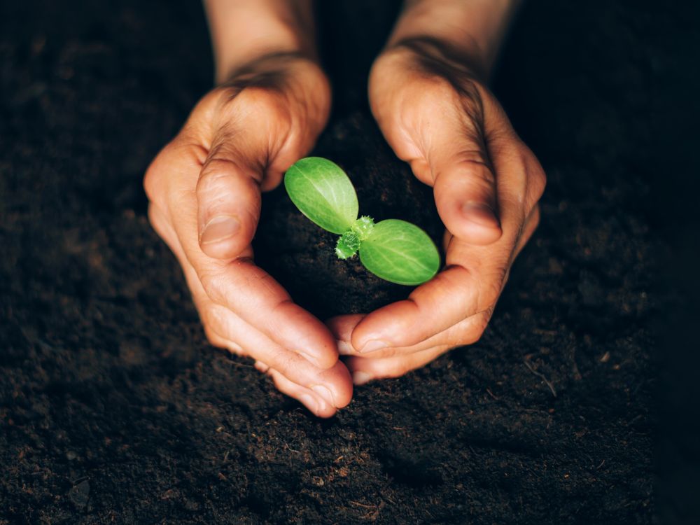Hands holding a small green plant over dark soil