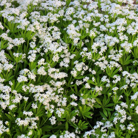 Close-up of Sweet Woodruff's fragrant leaves and delicate white flowers