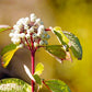 Close-up of white fruit on Yellow Twig Dogwood