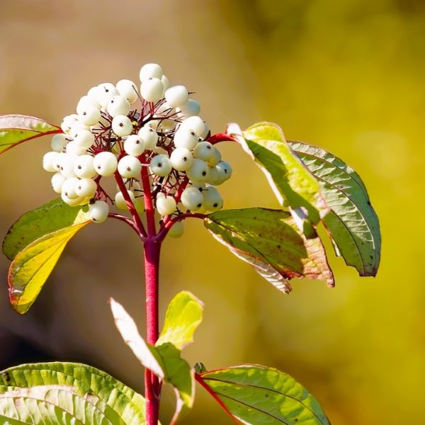 Close-up of white fruit on Yellow Twig Dogwood