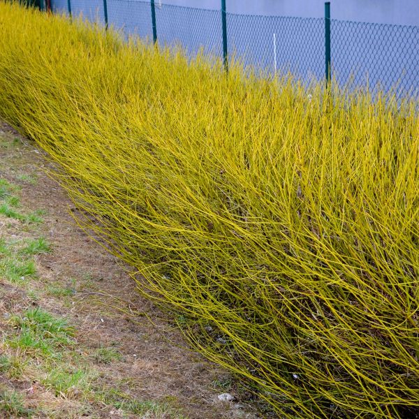 Yellow Twig Dogwood with golden branches
