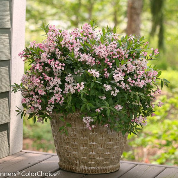 フォクシー Rose Blossom Yuki Cherry Blossom® Deutzia – Pink Groundcover Shrub | Greenwood